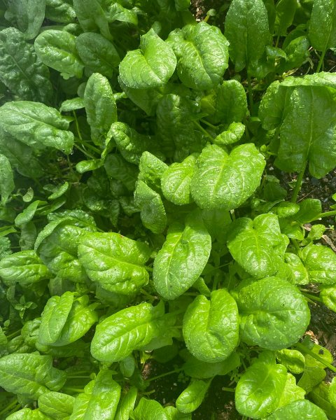 2 cups of spinach in oz